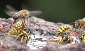 German Wasps and Honeybees In Slow Motion