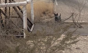 Puppies Take on Cattle Guard