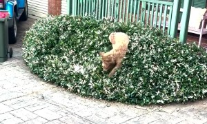 Labradoodle Puppy Dives Into Juniper Bush