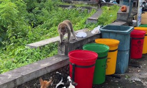 Monkey Scares Dogs Away While Eating Garbage