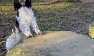 Dog Peeks During Hide and Seek