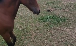 Kid and Foal Play Ball