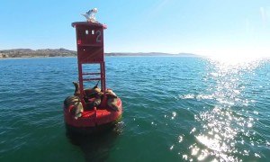 Gull Brings Good Luck To Sea Lion's Head