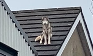 Why Are Huskies Like This?