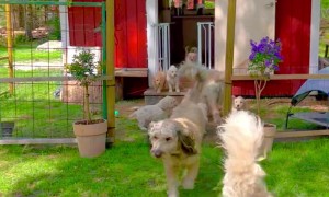 Happy Doodles Pour Out of Little House