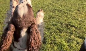 Two Dogs Hop Across Field On Two Feet