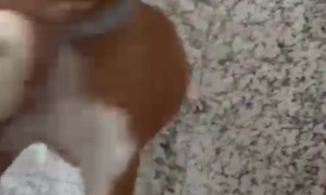 Excited Puppy Wiggles At Owner Being Home