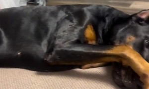 Even the Dog Thinks It's Stinky