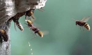 Hornet Disposes Of Body's Liquid Waste