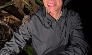 Tarantula Walks All Over Man