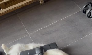 Cat Lives For Vacuum