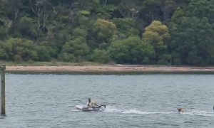 Frenchie on Wakeboard