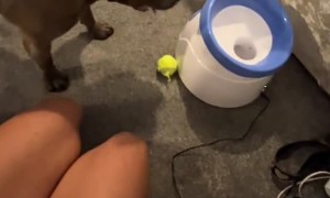 Dog Doesn't Understand Toy