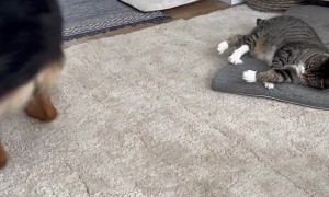 Cat Invites German Shepherd to Play