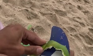 Extremely Sharp Surfboard Keel Peels Orange