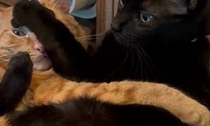 Cats Crave Opposite Kinds Of Cuddles