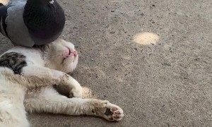 Pigeon Wakes Up Sleeping Cat