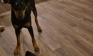 Dog Helps Owner to Get Undressed