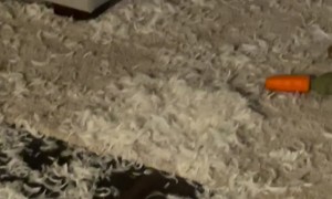 Marshall! What Did You Do?