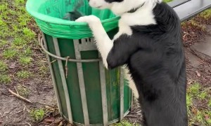 Border Collie Helps Tidy Up Dog Bags