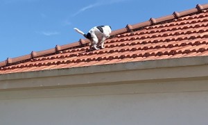 Dog Does Its Business On Roof Tiles