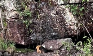 Little Anteater Fights To Cross Cola River