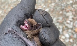 Grumpy Bat Protests Relocation