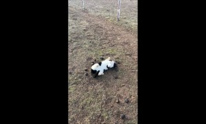 Owner Catches Cat Rolling In Manure