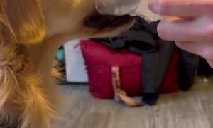 Golden Retriever Bites Into Balloon