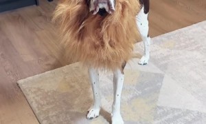 Dog Poses In Lion Mane Costume
