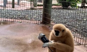 Monkey Snags Radio