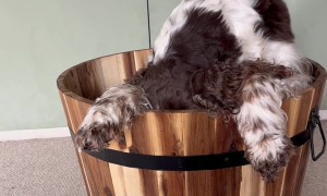 Bonnie and Simba Hide in a Bucket