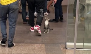 Friendly Cat Greets Mall Patrons at the Door
