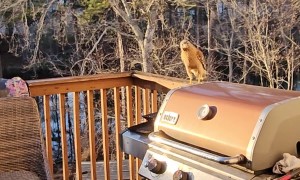 Tommy Hawk Catches Treat in Midair