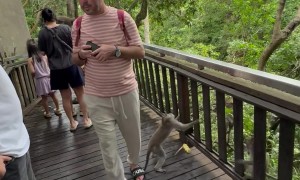 Tourist Steps on Monkey's Tail