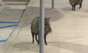Javelinas Storm Texas Dollar Tree