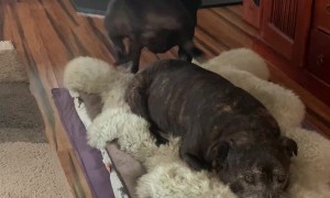 Every Dog Has a Favorite Spot