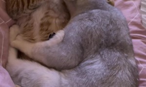 Cat Tries To Sleepy Action Started