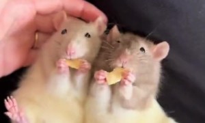 Sister Rats Enjoy Dried Apple Snack