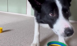Border Collie Plays With Stacking Cups