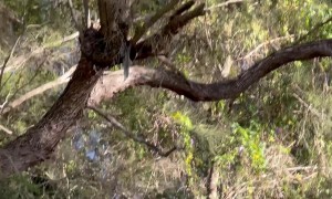 Kookaburra Steals Golf Ball