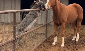 Donkey Climbs Up Fence To Hang Out With Horse