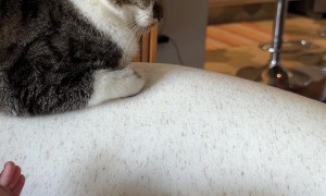 Cat Doesn't Like Others Touching The Baby