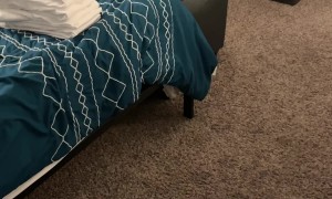Dog Runs Circles Beneath Bed