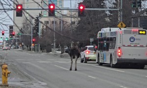 Moose Strolls Through Downtown Anchorage