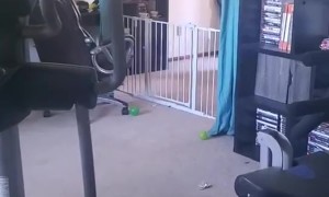 French Bulldog Jumps Over Puppy Gate