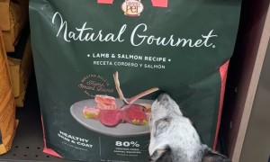 Impatient Dog Chews On Food Bag