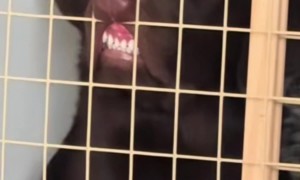 Chocolate Lab Flashes Goofy Smile