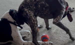 Dog Butts In To Steal Toy