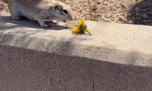 Thirsty Chipmunk Makes Great Lunch Date